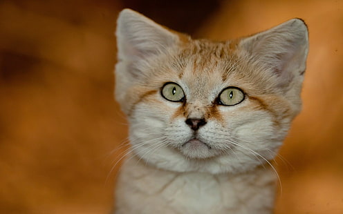 Kot piaskowy, Tapety HD HD wallpaper