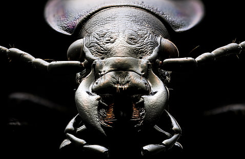 tiere, insekt, makro, HD-Hintergrundbild HD wallpaper