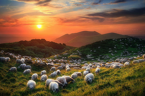 Owce i wulkany, rośliny, owce i wulkany, petit-puy-de-dome, zwierzęta, fotografia, oszałamiające, pola, owce, miejsca, twórczość, Tapety HD HD wallpaper