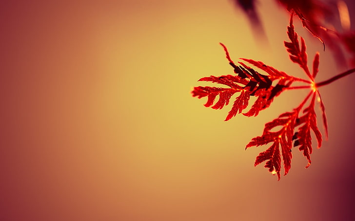 tapeta brązowy liść, liście, makro, natura, proste, proste tło, gradient, głębia ostrości, czerwony, rośliny, Tapety HD