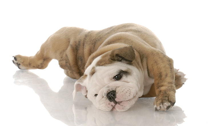 bulldog blanco y marrón, bulldog, cachorro, mentiroso, juguetón, Fondo de pantalla HD