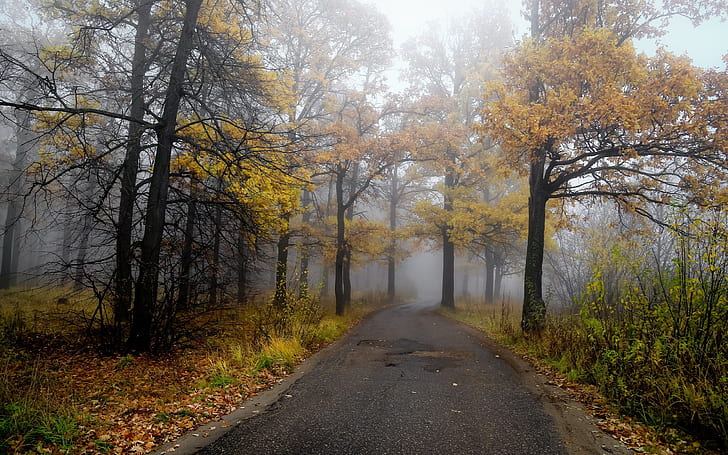 Poranek, ulica, las, jesień, mgła, poranek, droga, las, jesień, mgła, Tapety HD