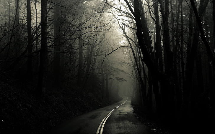 forest road alone fog greg martin 1440x900  Nature Forests HD Art , forest, road, HD wallpaper