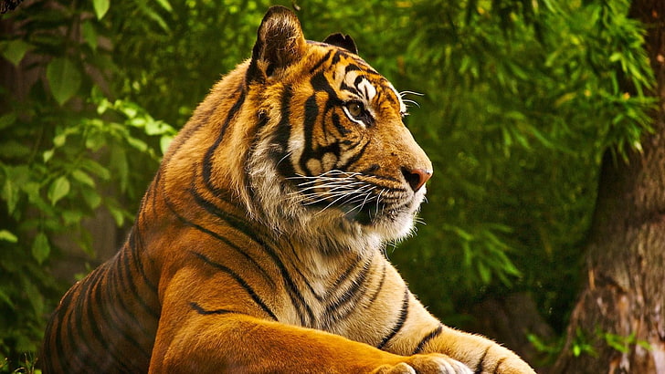 tiger, tigers, stripes, animals, HD wallpaper