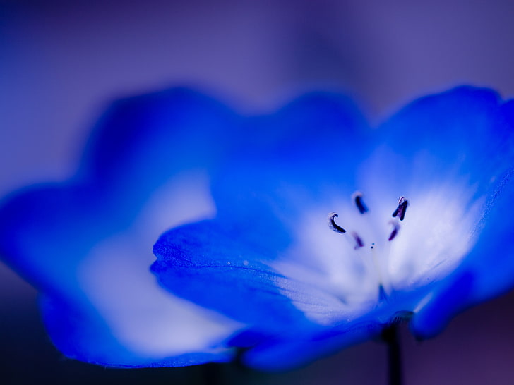 blue primrose flower, flower, petals, spot, light, HD wallpaper