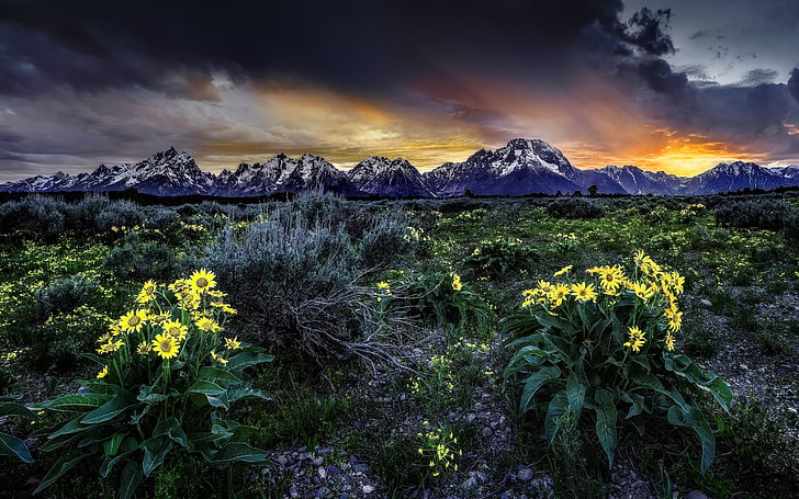 黄色のデイジーの花、花、日の出、夜明け、草原、ワイオミング州、グランドティトン、グランドティトン国立公園、ロッキー山脈、バルサモルヒザ、 HDデスクトップの壁紙