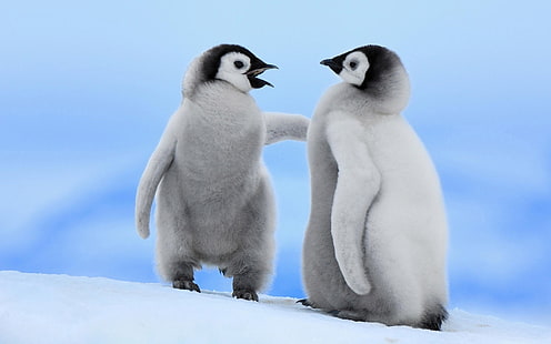 Цыпленок цыпленок императорский пингвин императорский пингвин пингвин пингвин птица птица HD, животные, птица, птицы, пингвин, пингвины, цыпленок, птенцы, император, HD обои HD wallpaper