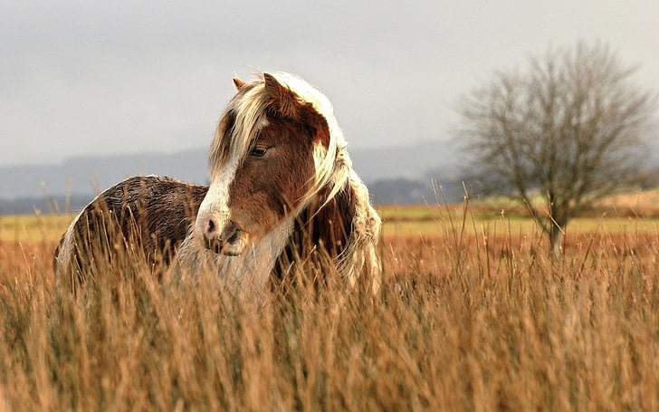 ม้าสีน้ำตาลและสีขาวม้าสัตว์, วอลล์เปเปอร์ HD