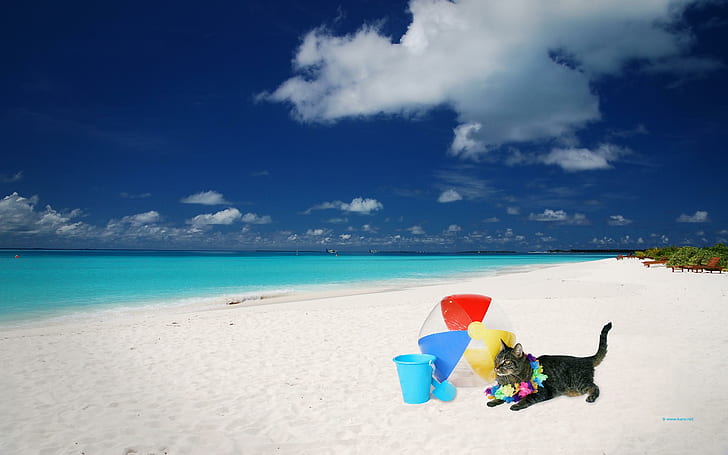 На пляже, серый полосатый кот, пляж, песок, смешные, животные, 3d и абстрактные, HD обои