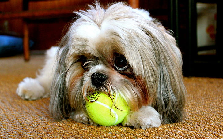 Dog chewing the ball, tan and white shih tzu, animals, 1920x1200, ball, HD wallpaper