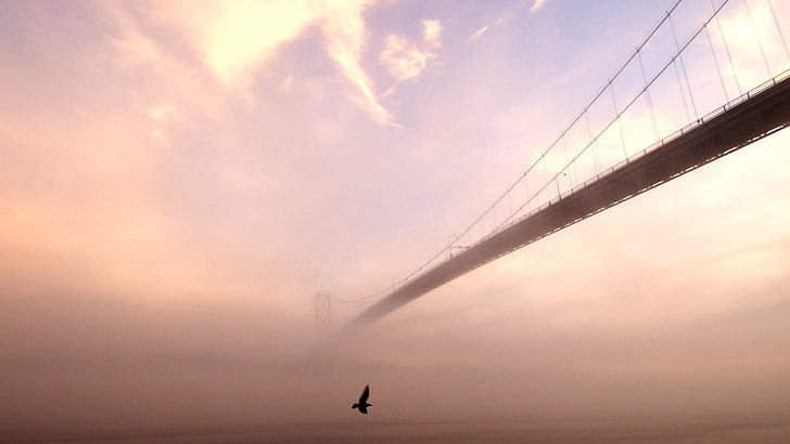 weißer und schwarzer Fisch mit Fischen, Brücke, Nebel, Vögeln, HD-Hintergrundbild