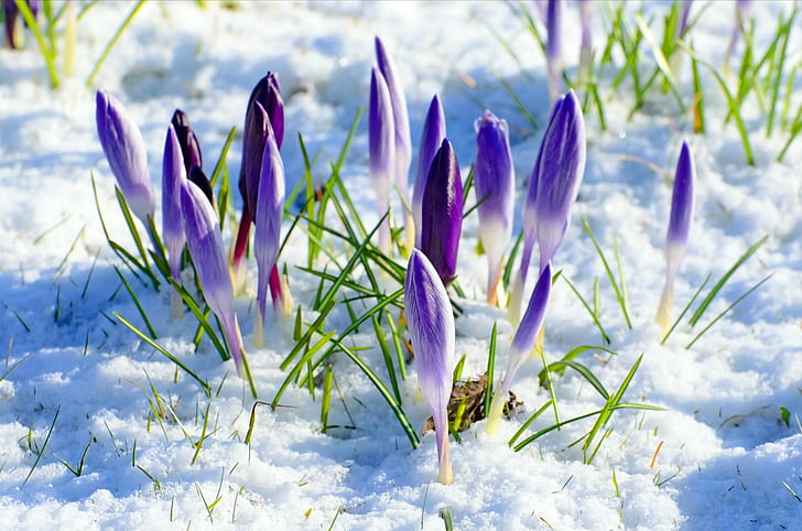 春の花雪、柔らかく、繊細、素敵な、素敵な、クロッカス、花、自然、美しい、春、雪、きれいな、冬、ナツ、 HDデスクトップの壁紙