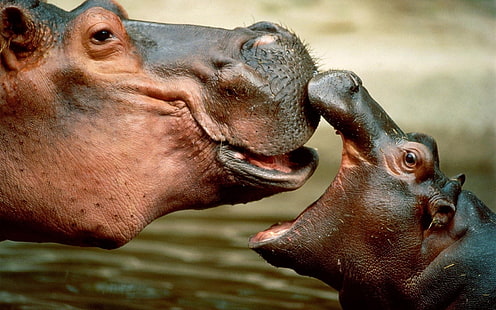 two hippopotamuses, nature, animals, baby animals, muzzles, hippos, water, happy, closeup, HD wallpaper HD wallpaper
