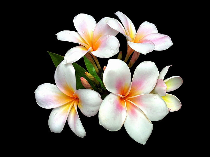 Flores, frangipani, terra, flor, plumeria, flor branca, HD papel de parede