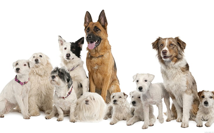 Стая собак на белом фоне, разные породы собак, собака, животное, белый, домашнее животное, HD обои