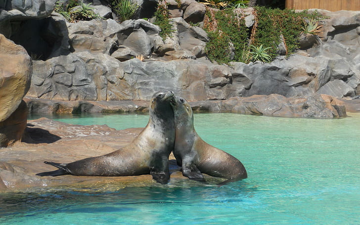 Sealed Love, животные, любовь, тюлени, бассейн, HD обои