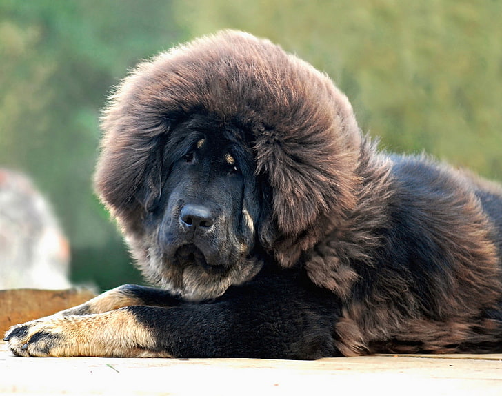 long-coated tan and black dog, mastiff, dog, eyes, hair, HD wallpaper