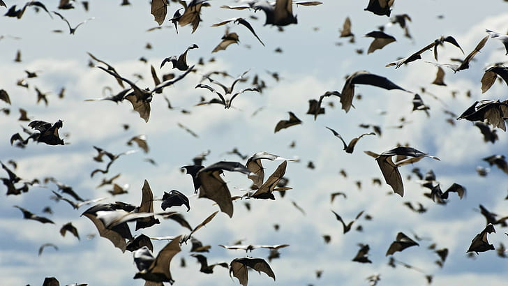 Bats, Sky, Animals, Depth Of Field, flock of bat, bats, sky, animals, depth of field, HD wallpaper