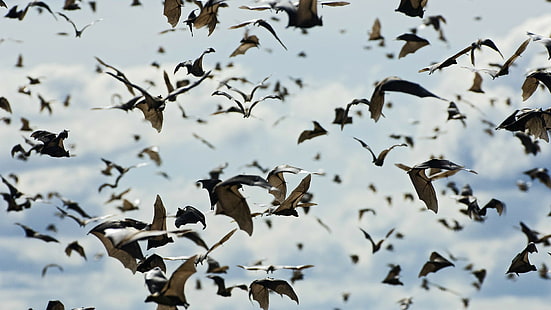 Bats, Sky, Animals, Depth Of Field, flock of bat, bats, sky, animals, depth of field, HD wallpaper HD wallpaper