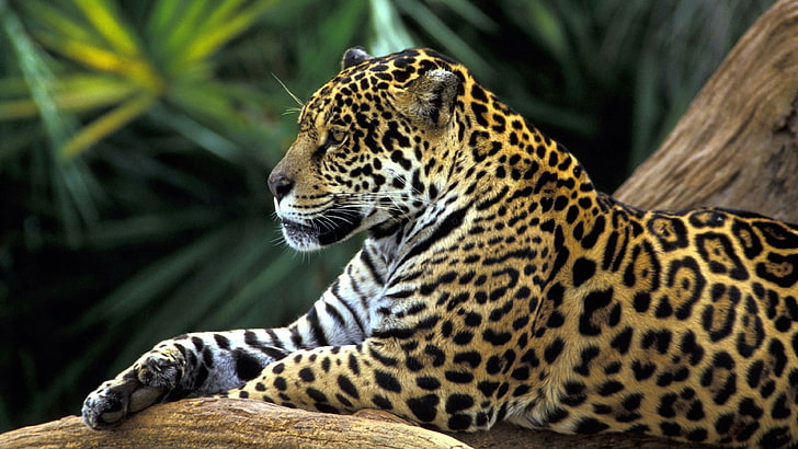 ягуар, дива природа, голяма котка, сухоземно животно, диво животно, тропическа гора, джунгла, Колумбия, тропическа гора на Амазонка, мустаци, фауна, HD тапет