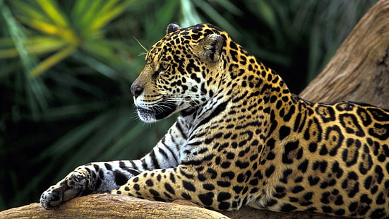 ягуар, дива природа, голяма котка, сухоземно животно, диво животно, тропическа гора, джунгла, Колумбия, тропическа гора на Амазонка, мустаци, фауна, HD тапет HD wallpaper