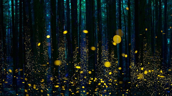 foresta, crepuscolo, alberi, oscurità, lucciole, lucciola, Sfondo HD HD wallpaper
