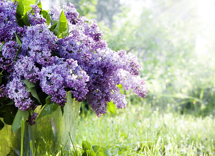 purple lilac flowers, grass, flowers, branches, nature, spring, bucket, lilac, HD wallpaper