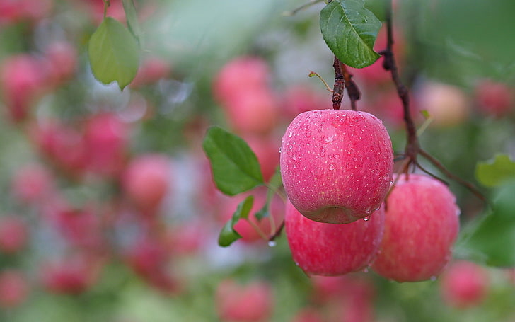 red apples, leaves, apples, branch, fruit, after the rain, pink, water drops, HD wallpaper