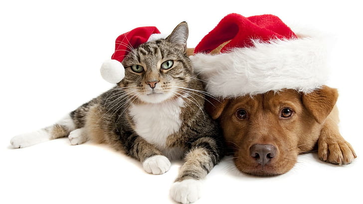 Cat Dog In Santa Hats, feline, christmas, hats, animals, HD wallpaper