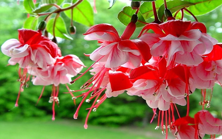 Фуксия Весенние цветы с красными и розовыми цветами HD обои для мобильных телефонов планшет и ноутбук 3840 × 2400, HD обои