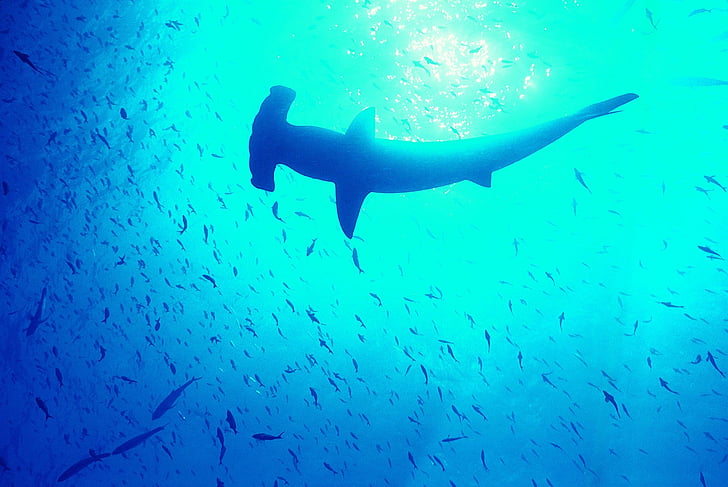 Requins, Requin Marteau, Fond d'écran HD