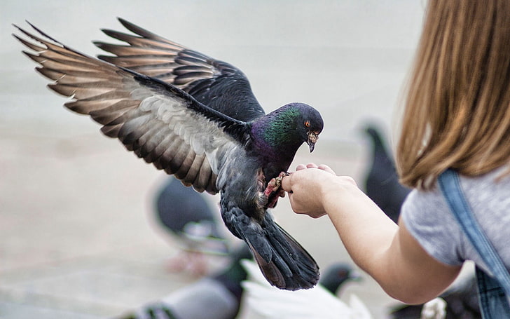 black pigeon, pigeons, birds, feeding, stroke, HD wallpaper
