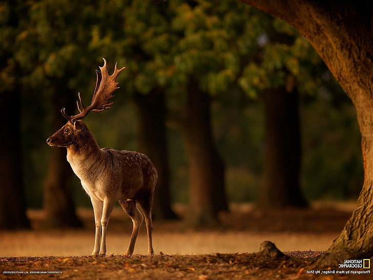 animals, Blurred, Deer, depth, Fall, field, geographic, horns, National, of, Trees, HD wallpaper