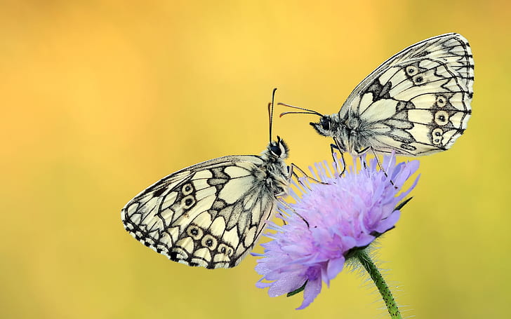 Schmetterlinge auf einer purpurroten Blume, Schmetterlinge, Blume, purpurrote Blume, HD-Hintergrundbild