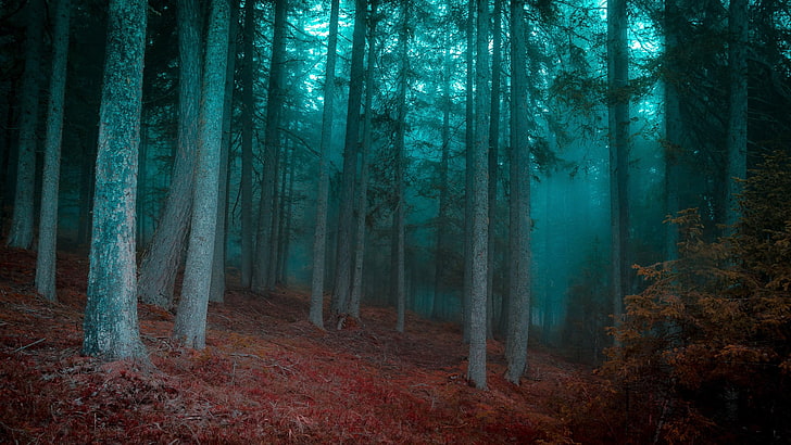أشجار الغابات خلال الساعة الزرقاء ، الغابة ، الضباب ، الصباح ، الأشجار ، العشب ، الشجيرات ، الطبيعة ، المناظر الطبيعية، خلفية HD