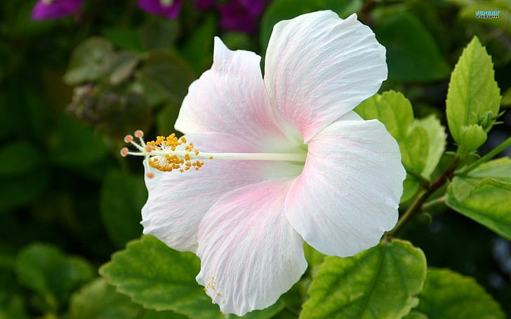 The Blushing Hibiscus, blush, flower, leaves, white, hibiscus, nature and landscapes, HD wallpaper