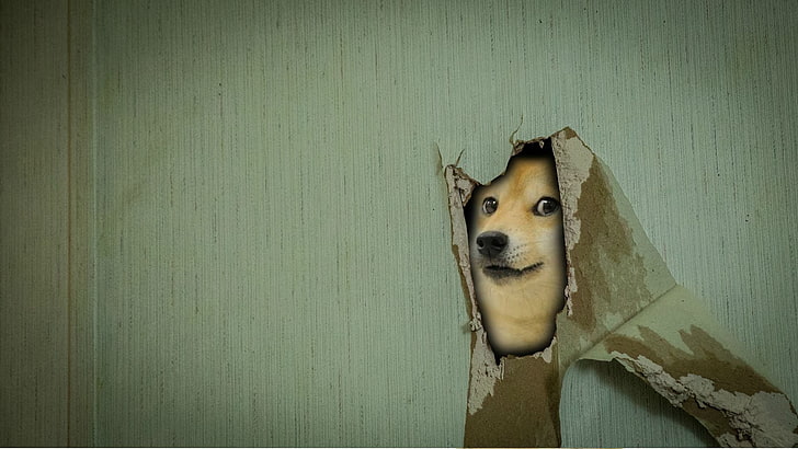 wallpaper digital doge, doge, meme, Wallpaper HD