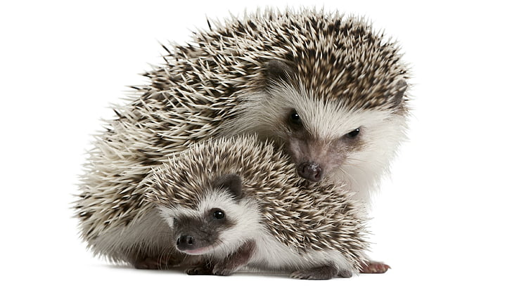 hedgehog, prickly, european hedgehog, cub, cute, snout, HD wallpaper