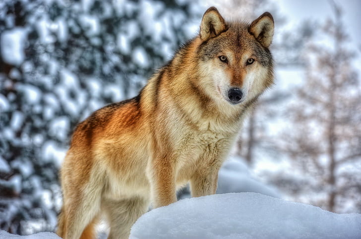binatang, serigala, Wallpaper HD