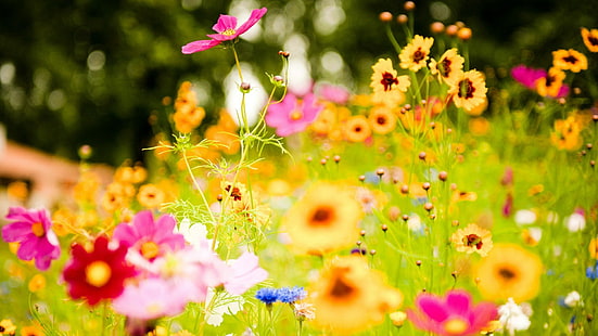 blomma, april, vår, växt, blommig, blommor, blomma, rosa, dekoration, blad, säsong, gul, kronblad, blomma, naturlig, semester, firande, trädgård, design, sommar, orange, bukett, färgrik, färg, påsk, gren, konst, mönster, flora, träd, knopp, pollen, ljus, grafisk, löv, ägg, HD tapet HD wallpaper