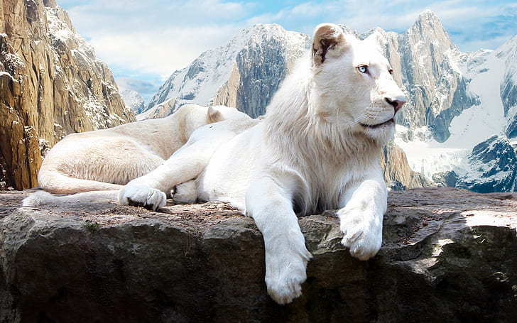 Snow Lion, nieve, león, Fondo de pantalla HD