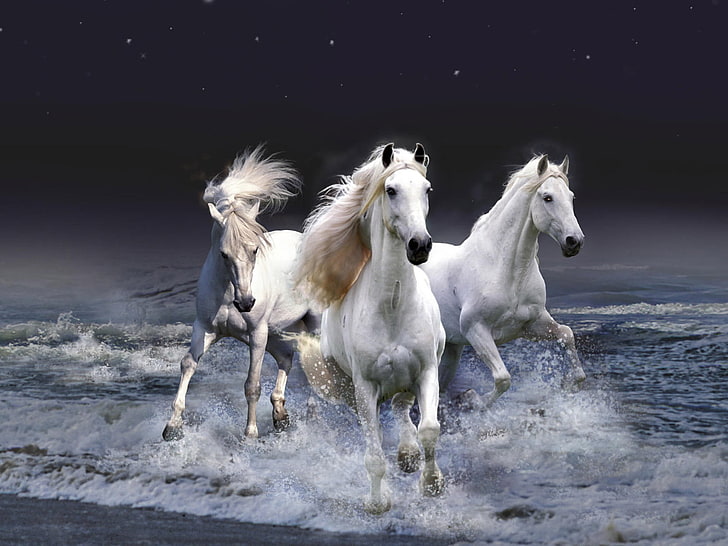 White three horse HD wallpapers free download | Wallpaperbetter