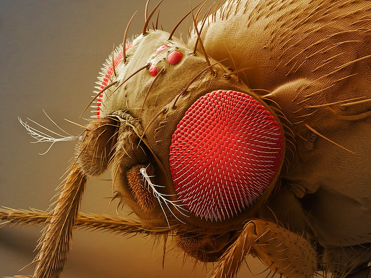 insecto rojo y marrón, insecto, animales, Fondo de pantalla HD
