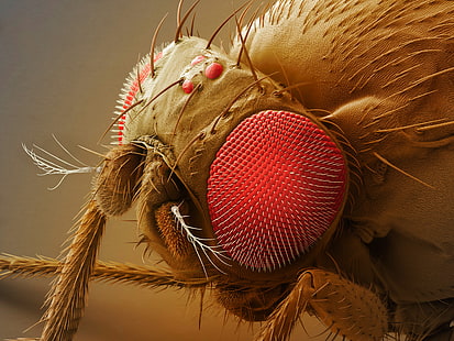 inseto vermelho e marrom, inseto, animais, HD papel de parede HD wallpaper