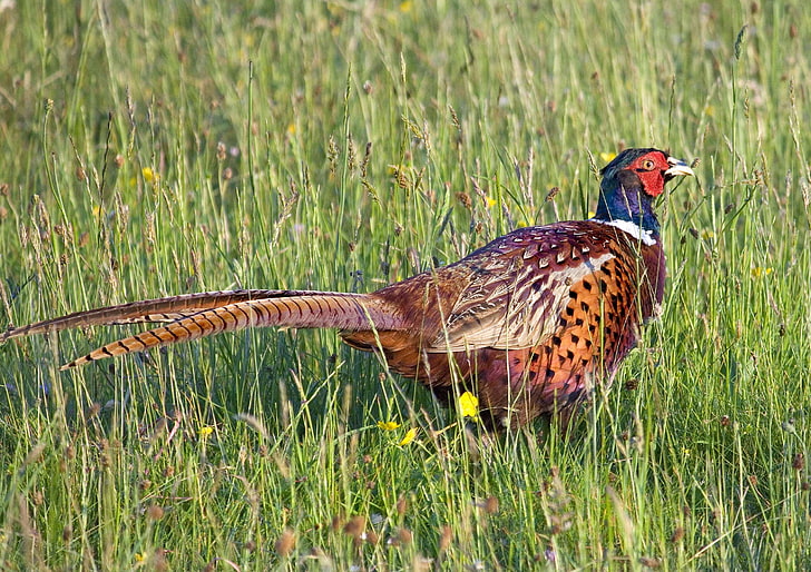 animal, avian, beak, bird, countryside, feather, feed, feeding, food, fowl, game, hunt, male, meat, natural, nature, pheasant, plumage, poultry, shooting, summer, wildlife, HD wallpaper