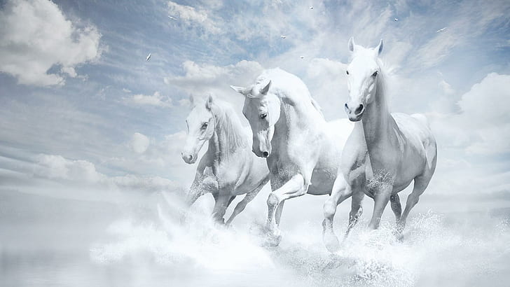 Three White Horses Running, animals, horse, white, clouds, HD wallpaper