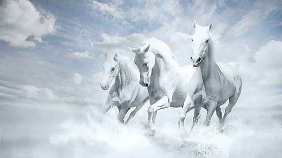 Три бели коня бягат, животни, кон, бели, облаци, HD тапет HD wallpaper