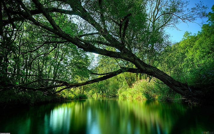 pohon berdaun hijau, alam, sungai, pohon, air, lanskap, Wallpaper HD