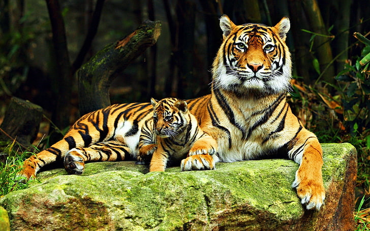 бурый тигр, тигр, животные, беби животные, большие кошки, HD обои