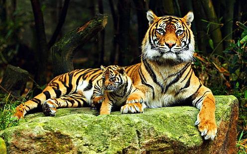 бурый тигр, тигр, животные, беби животные, большие кошки, HD обои HD wallpaper